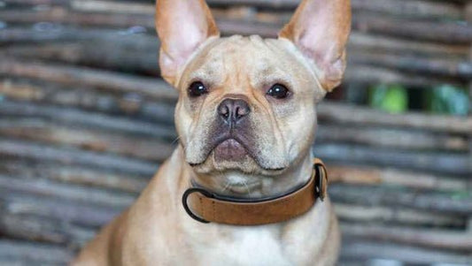 Collier Chien - Jamais sans mon chien