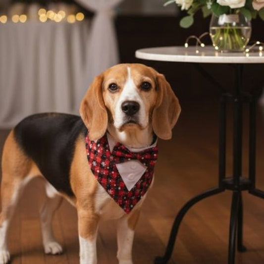 Bandana Chien | Ladies & Gentlemen - Jamais sans mon chien