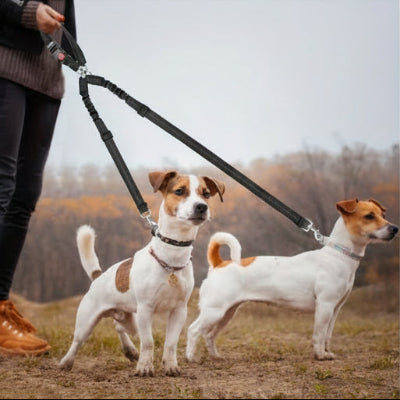 Ceinture de sécurité pour chien | Les Inséparables- Utilisez comme double laisse