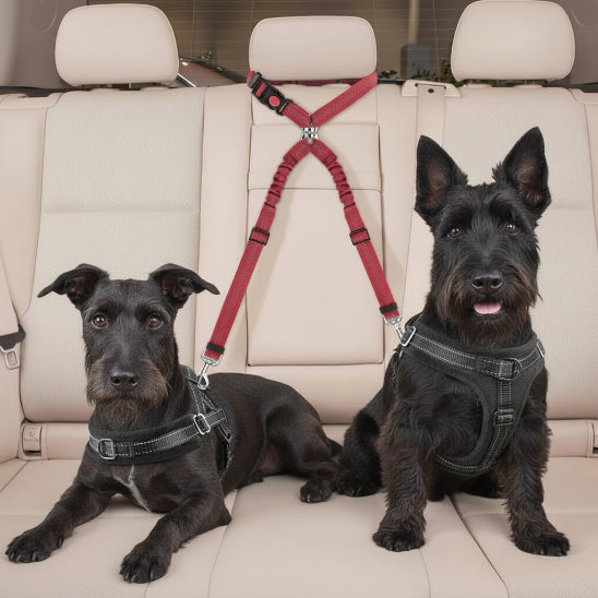 Ceinture de sécurité pour chien | Love Dogs- Deux terriers Ecossais