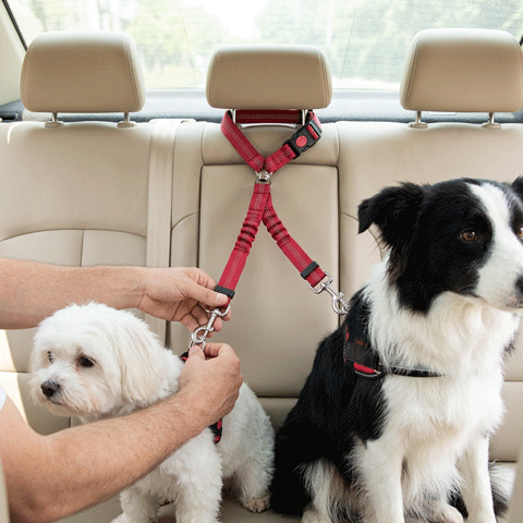 Ceinture de sécurité pour chien | Love Dogs