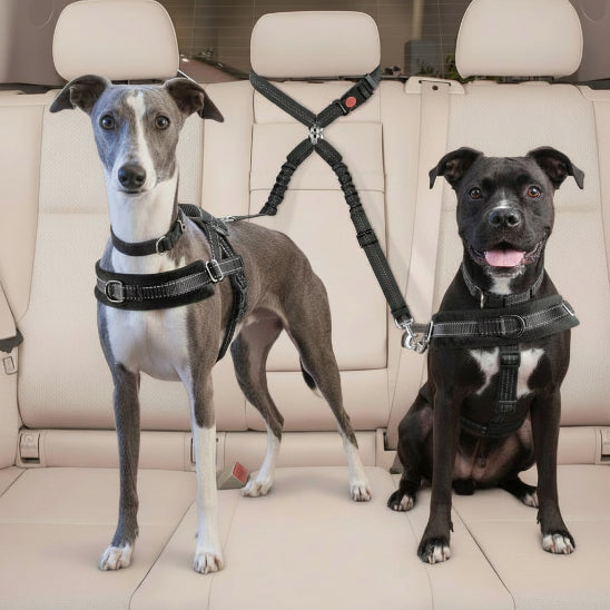 Ceinture de sécurité pour chien | Love Dogs-Noir-Whippet et Boxer