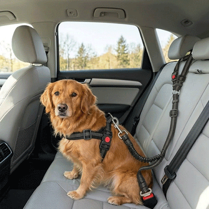 Ceinture de sécurité pour chien | Le Bouclier
