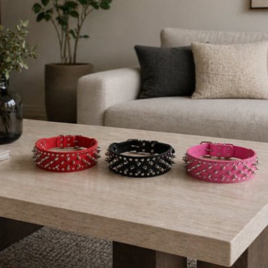 Collier Chien | Les Pointes au Cou - Jamais sans mon chien