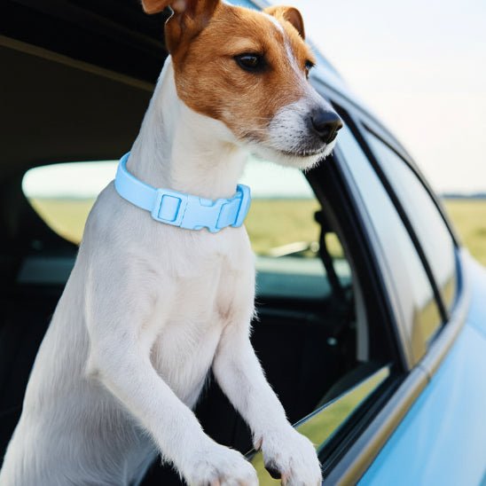 Collier chien | Aquarius - Jamais sans mon chien