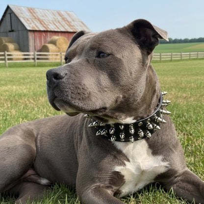 Collier Chien | Les Pointes au Cou - Jamais sans mon chien