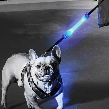 Collier Lumineux pour Chien | SafetyNight - Jamais sans mon chien