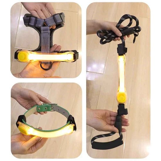 Collier Lumineux pour Chien | SafetyNight - Jamais sans mon chien