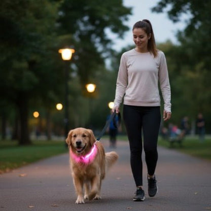 Collier Lumineux pour Chien | SafetyNight - Jamais sans mon chien