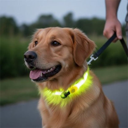 Collier Lumineux pour Chien | SafetyNight - Jamais sans mon chien
