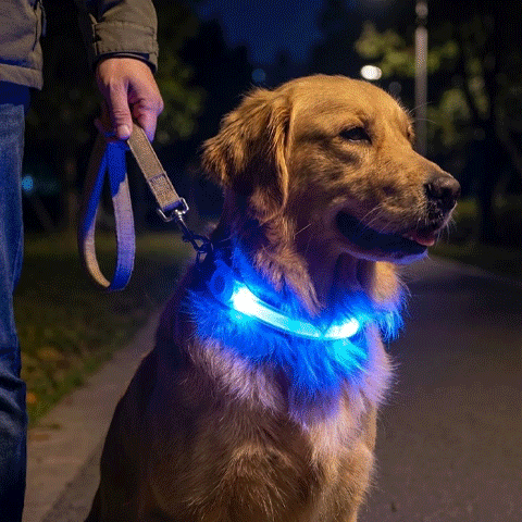 Collier Lumineux pour Chien | SafetyNight