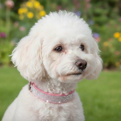 Collier chien | Le Bling Bling - Jamais sans mon chien