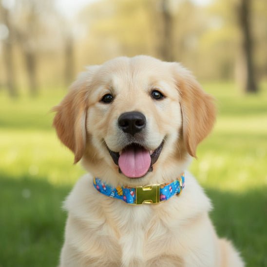 Collier chiot | Happy - Jamais sans mon chien