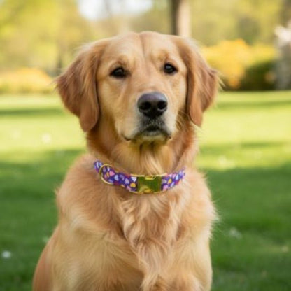 Collier chiot | Happy - Jamais sans mon chien