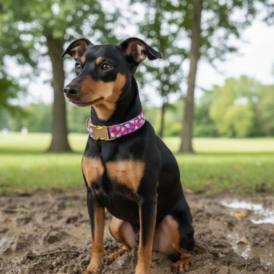 Collier chiot | Happy - Jamais sans mon chien