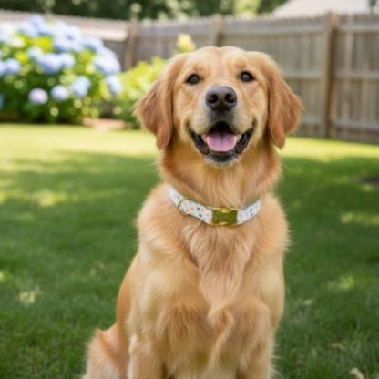 Collier chiot | Happy - Jamais sans mon chien