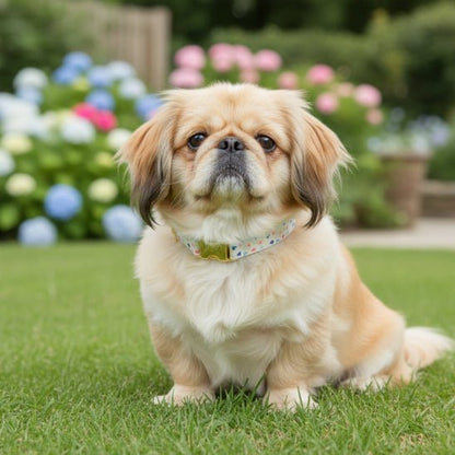 Collier chiot | Happy - Jamais sans mon chien