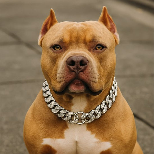 Collier pour Chien | Bling King - Jamais sans mon chien