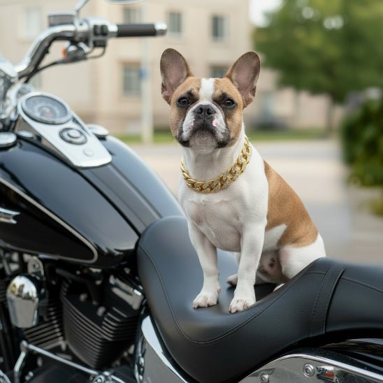 Collier pour Chien | Bling King - 2