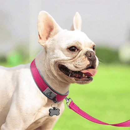 Collier pour Chien | Robuste & Confortable - Jamais sans mon chien