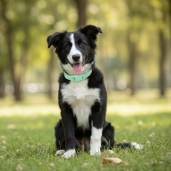 Collier chien | Aquarius - Jamais sans mon chien