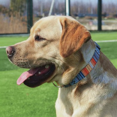 Collier Chien | Confort Sécurisé - Jamais sans mon chien