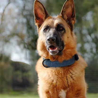 Collier chien / Confort Velouté - Jamais sans mon chien
