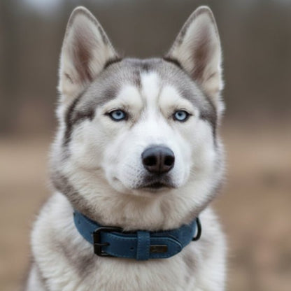 Collier chien / Confort Velouté - Jamais sans mon chien