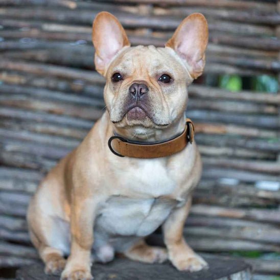 Collier chien / Confort Velouté - Jamais sans mon chien