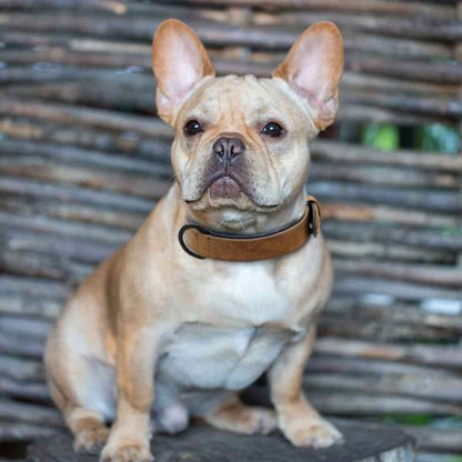 Collier chien / Confort Velouté - Jamais sans mon chien