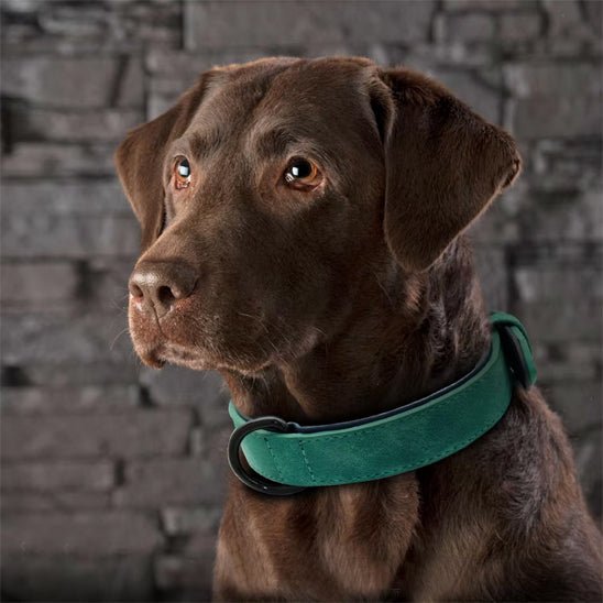 Collier chien / Confort Velouté - Jamais sans mon chien