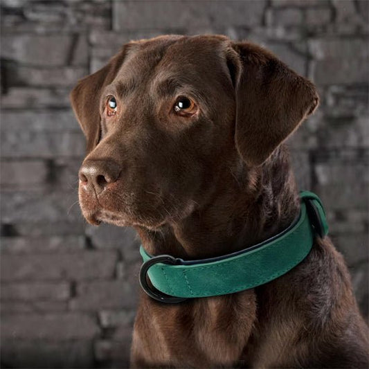 Collier chien / Confort Velouté - Jamais sans mon chien