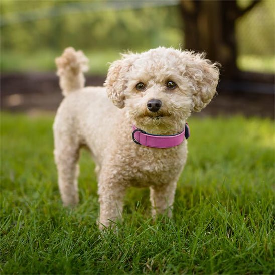 Collier chien / Confort Velouté - Jamais sans mon chien