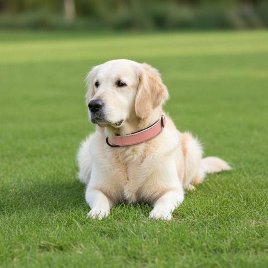 Collier chien / Confort Velouté - Jamais sans mon chien