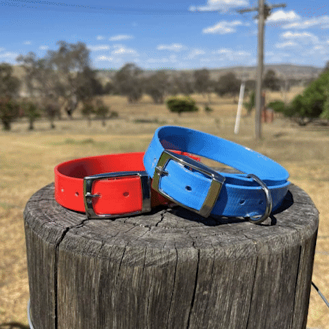 Collier chien | Simplicité Biothane - Jamais sans mon chien