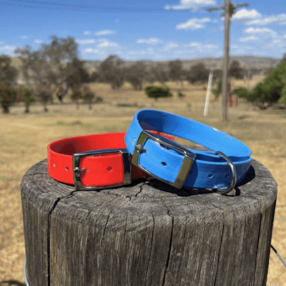 Collier chien | Simplicité Biothane - Jamais sans mon chien