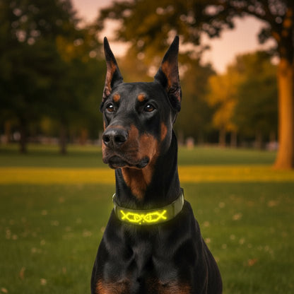 Collier lumineux chien | Message - Jamais sans mon chien