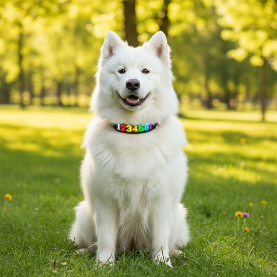 Collier lumineux chien | Message - Jamais sans mon chien