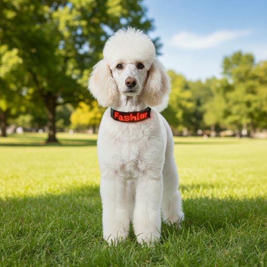 Collier lumineux chien | Message - Jamais sans mon chien
