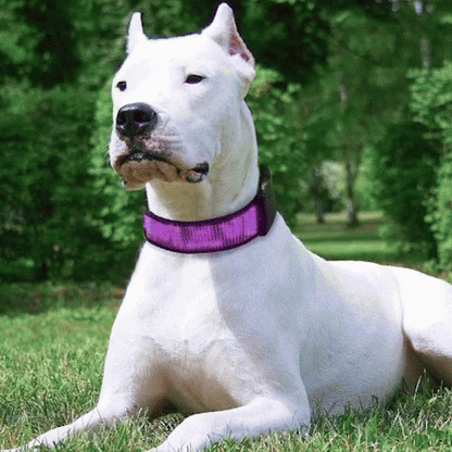 Collier Lumineux Chien | Message