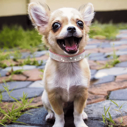Collier chien | Le Bling Bling - Jamais sans mon chien