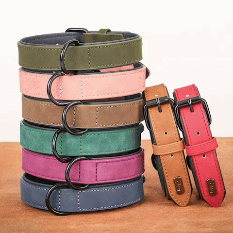 Collier chien | Confort Veloute-GIF