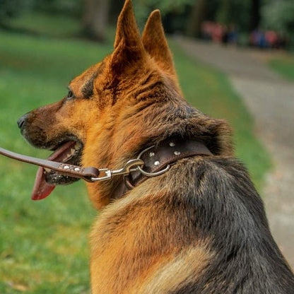 Collier chien | Cuir Véritable - Jamais sans mon chien