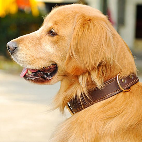 Collier chien | Cuir Véritable - Jamais sans mon chien