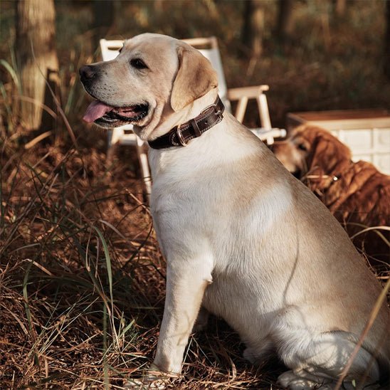 Collier chien | Cuir Véritable - Jamais sans mon chien