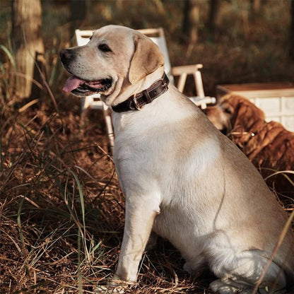 Collier chien | Cuir Véritable - Jamais sans mon chien