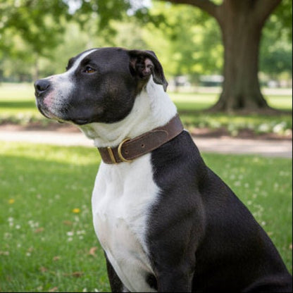 Collier chien | Cuir Véritable - Jamais sans mon chien