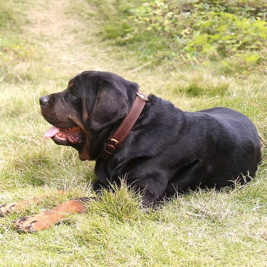 Collier chien | Cuir Véritable - Jamais sans mon chien