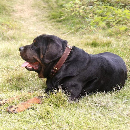 Collier chien | Cuir Véritable - Jamais sans mon chien