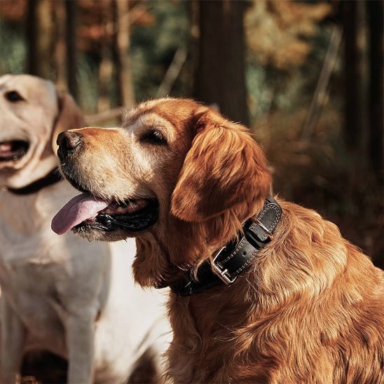 Collier chien | Cuir Véritable - Jamais sans mon chien